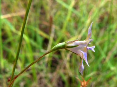 APII jpeg image of Wahlenbergia luteola  © contact APII