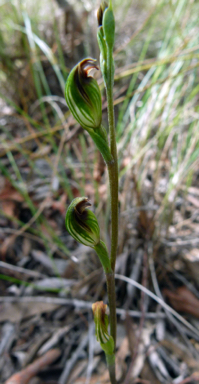 APII jpeg image of Speculantha rubescens  © contact APII