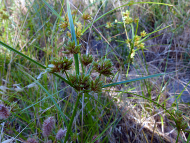 APII jpeg image of Cyperus eragrostis  © contact APII