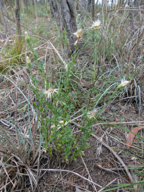 APII jpeg image of Vittadinia cuneata var. cuneata  © contact APII