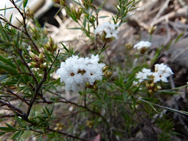 APII jpeg image of Leucopogon virgatus  © contact APII