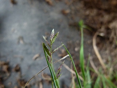 APII jpeg image of Eragrostis brownii  © contact APII