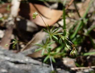 APII jpeg image of Galium divaricatum  © contact APII