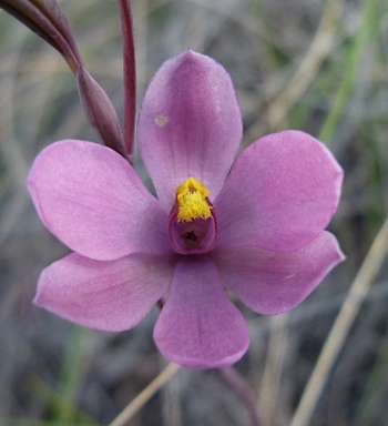 APII jpeg image of Thelymitra irregularis  © contact APII