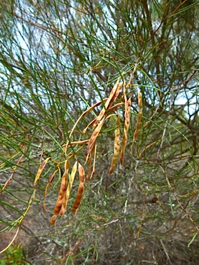 APII jpeg image of Acacia havilandiorum  © contact APII