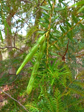 APII jpeg image of Acacia oxycedrus  © contact APII