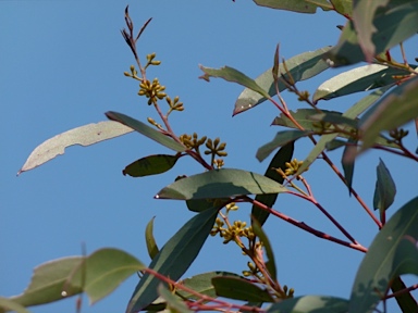 APII jpeg image of Eucalyptus radiata subsp. radiata  © contact APII