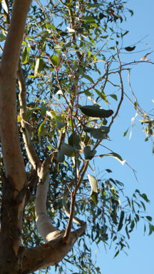 APII jpeg image of Eucalyptus cypellocarpa  © contact APII