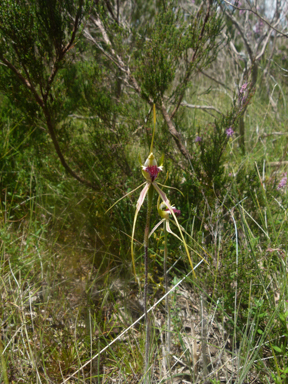 APII jpeg image of Caladenia atrovespa  © contact APII