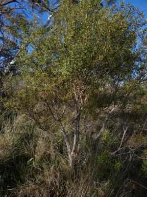 APII jpeg image of Persoonia mollis subsp. ledifolia  © contact APII