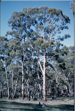 APII jpeg image of Eucalyptus albens  © contact APII