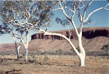 APII jpeg image of Corymbia aparrerinja  © contact APII