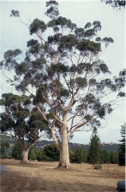 APII jpeg image of Eucalyptus cladocalyx  © contact APII