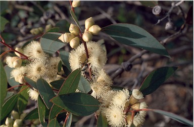 APII jpeg image of Eucalyptus cosmophylla  © contact APII