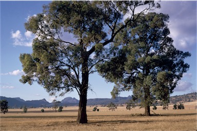 APII jpeg image of Eucalyptus crebra  © contact APII