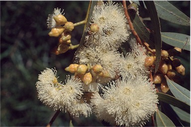 APII jpeg image of Eucalyptus dumosa  © contact APII