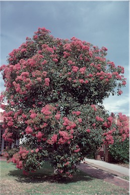 APII jpeg image of Corymbia calophylla x ficifolia  © contact APII