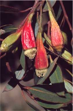 APII jpeg image of Eucalyptus forrestiana  © contact APII