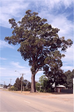 APII jpeg image of Eucalyptus marginata  © contact APII