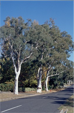 APII jpeg image of Eucalyptus mannifera  © contact APII