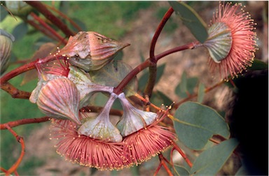 APII jpeg image of Eucalyptus pyriformis  © contact APII