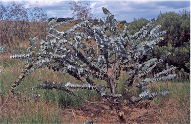 APII jpeg image of Eucalyptus rhodantha  © contact APII