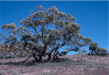 APII jpeg image of Eucalyptus socialis  © contact APII