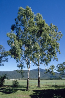 APII jpeg image of Corymbia tessellaris  © contact APII