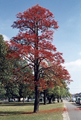 APII jpeg image of Brachychiton acerifolius  © contact APII