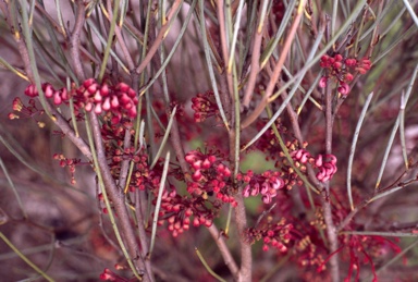 APII jpeg image of Hakea rhombales  © contact APII