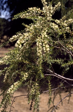 APII jpeg image of Melaleuca bracteata  © contact APII