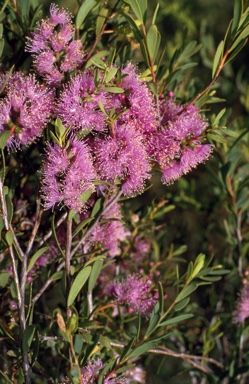 APII jpeg image of Melaleuca laxiflora  © contact APII