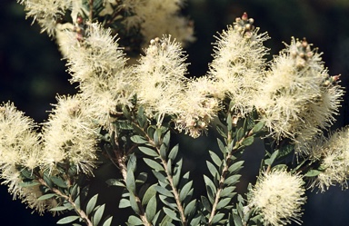 APII jpeg image of Melaleuca leiocarpa  © contact APII