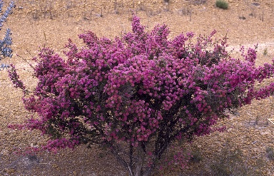 APII jpeg image of Melaleuca societatis  © contact APII