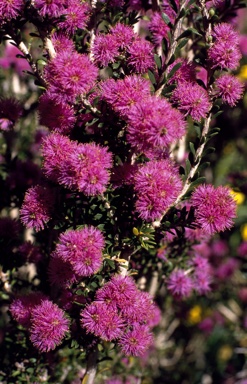 APII jpeg image of Melaleuca spathulata  © contact APII