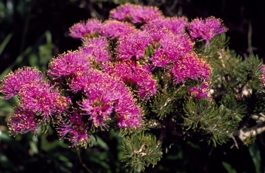 APII jpeg image of Melaleuca trichophylla  © contact APII