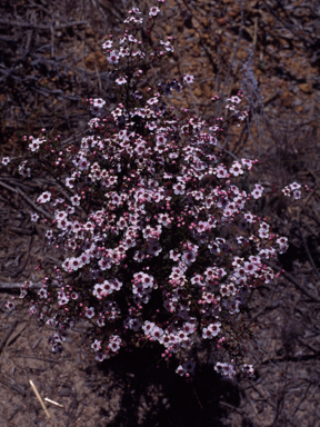 APII jpeg image of Babingtonia grandiflora  © contact APII