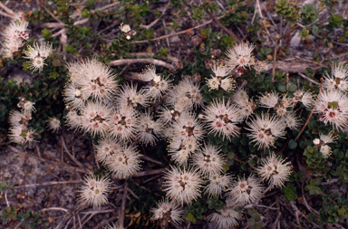 APII jpeg image of Kunzea pomifera  © contact APII