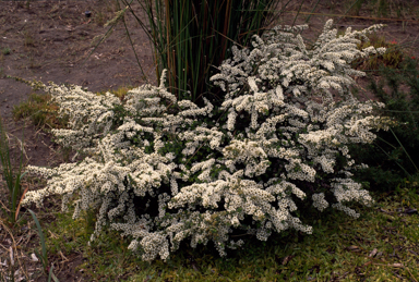 APII jpeg image of Leptospermum scoparium 'Horizontalis'  © contact APII