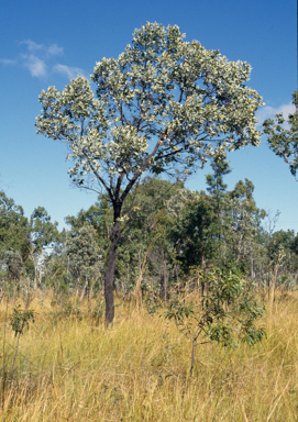 APII jpeg image of Grevillea glauca  © contact APII