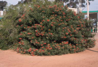 APII jpeg image of Grevillea 'Robyn Gordon'  © contact APII