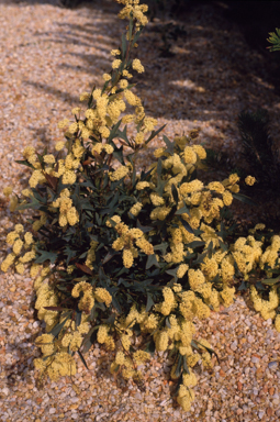 APII jpeg image of Grevillea synapheae  © contact APII