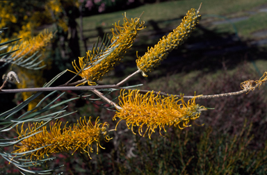 APII jpeg image of Grevillea 'Sandra Gordon'  © contact APII