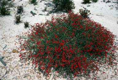 APII jpeg image of Lechenaultia hirsuta  © contact APII