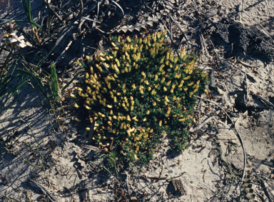 APII jpeg image of Lechenaultia tubiflora  © contact APII