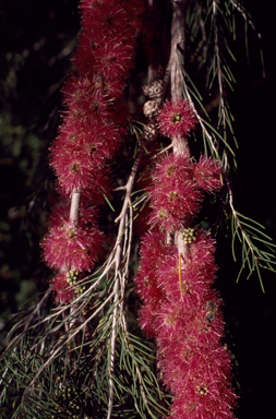 APII jpeg image of Melaleuca teretifolia 'georgiana molloy'  © contact APII