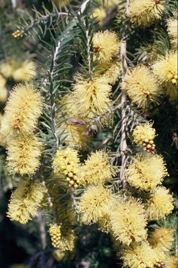 APII jpeg image of Melaleuca incana  © contact APII