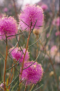 APII jpeg image of Melaleuca nematophylla  © contact APII