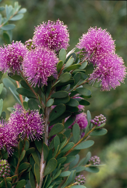 APII jpeg image of Melaleuca nesophila  © contact APII