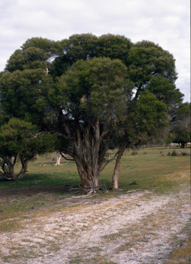 APII jpeg image of Melaleuca preissiana  © contact APII